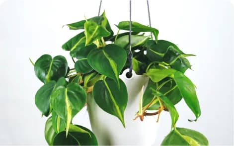 Indoor hanging plant care Adelaide