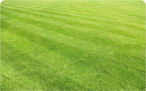 Manicured Lawn