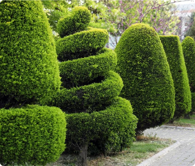 Safe and Efficient Tree Removal