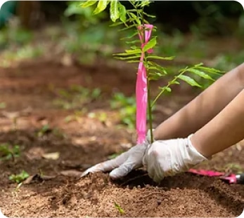 Professional plant and tree installation as part of expert landscape design