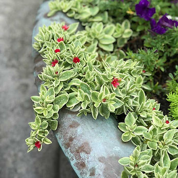 geranium rozanne seeds Rozanne Cranesbill (Geranium)